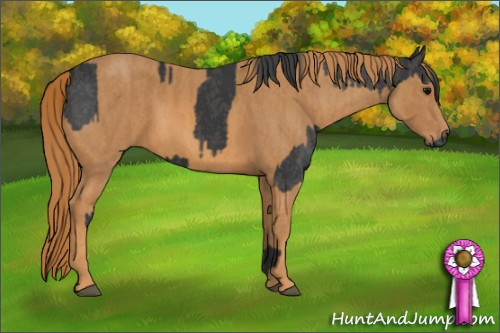 Horse Color: Black  Brindle