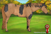 Horse Color:Black  Brindle