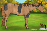 Horse Color:Black  Brindle