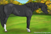Horse Color:Black Tobiano