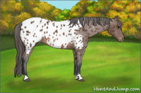 Horse Color:Bay Appaloosa 