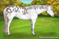 Horse Color:Grullo Sabino Splash Appaloosa 