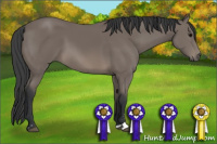 Horse Color:Black Sabino 