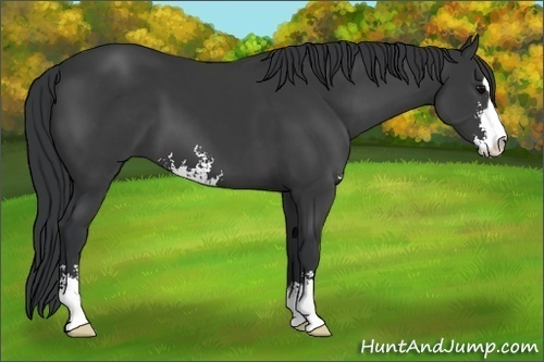 Horse Color: Black Sabino 