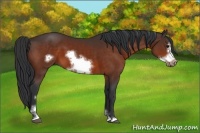 Horse Color:Bay Sabino Frame 