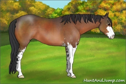 Horse Color: Bay Sabino 