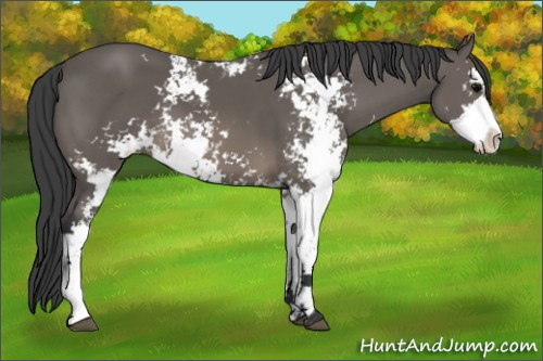 Horse Color: Black Sabino 