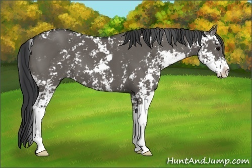 Horse Color: Grullo Sabino 