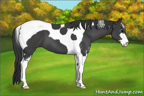 Horse Color: Black Sabino Tobiano 