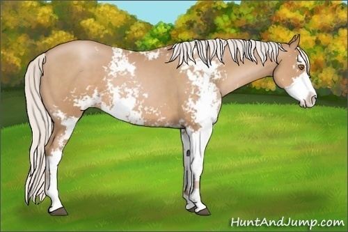 Horse Color: Silver Black Pearl Sabino 