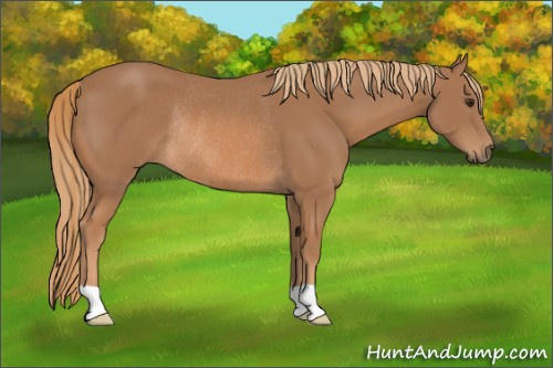 Horse Color: Chestnut Rabicano 
