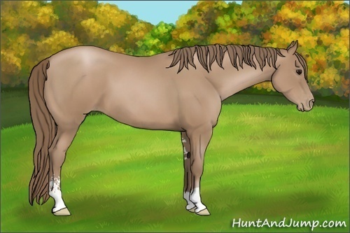 Horse Color: Black Pearl Sabino 