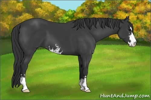 Horse Color: Black Sabino 