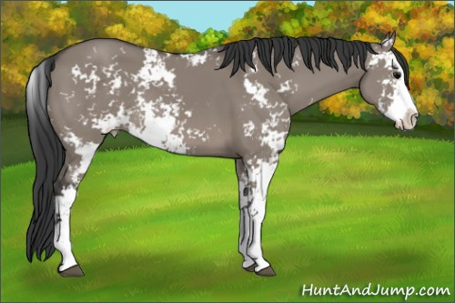 Horse Color: Grullo Sabino 