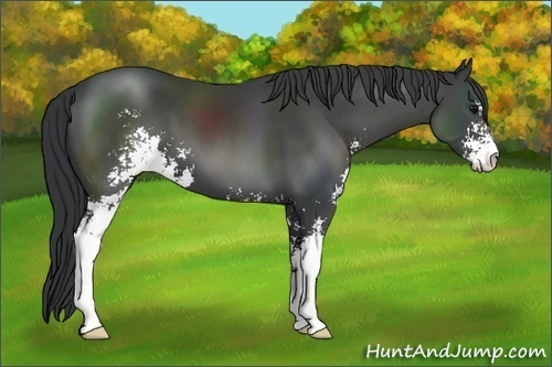 Horse Color: Black Sabino 