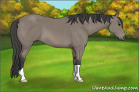 Horse Color:Black 