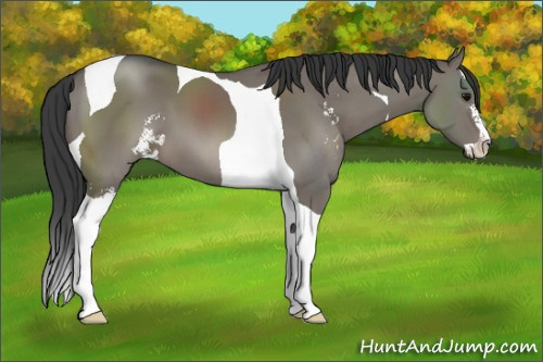 Horse Color: Grullo Sabino Tobiano 