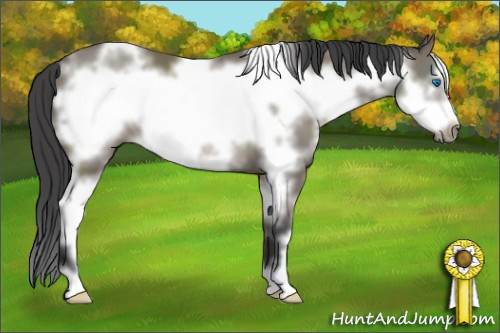 Horse Color: White Spotted Black Sabino Frame 