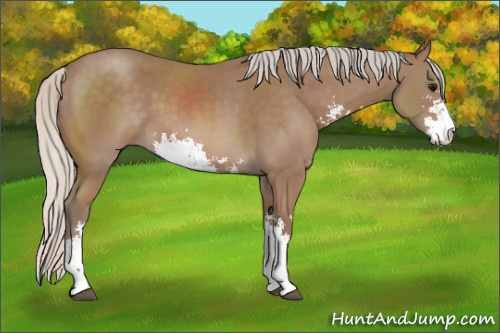 Horse Color: Silver Black Sabino 