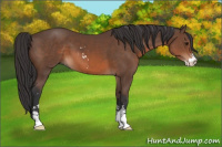 Horse Color:Brown Sabino