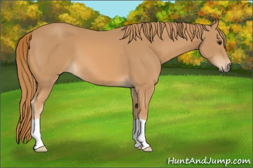 Horse Color: Chestnut 