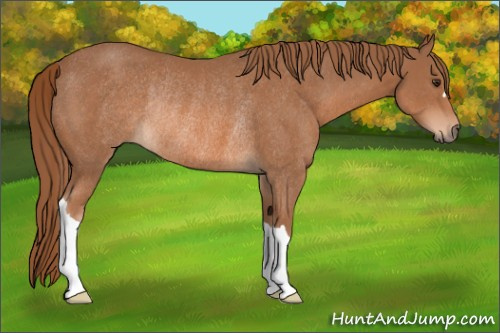 Horse Color: Chestnut Rabicano 