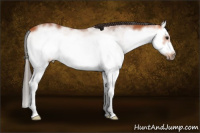Horse Color:White Spotted Bay Splash Frame