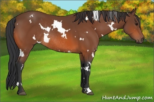 Horse Color: White Spotted Bay Rabicano 