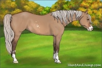 Horse Color:Silver Bay Dun Sabino 