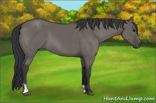 Horse Color: Grullo Sabino 
