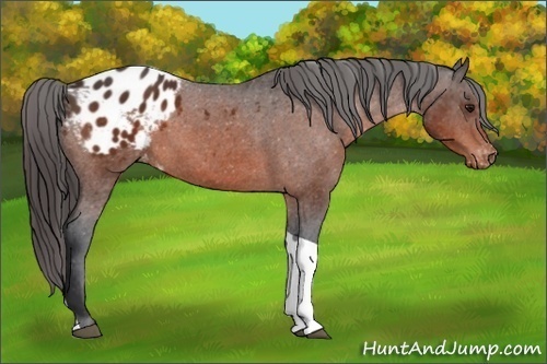 Horse Color: Brown Tobiano Blanket 