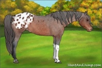 Horse Color:Bay Tobiano Appaloosa 
