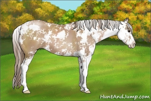 Horse Color: Black Pearl Sabino 