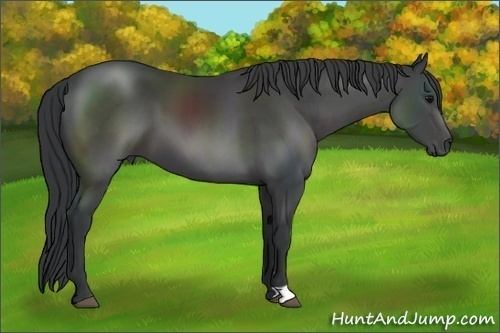 Horse Color: Black 
