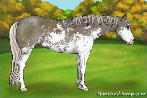 Horse Color: Silver Black Sabino 