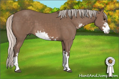 Horse Color: Silver Black Sabino 