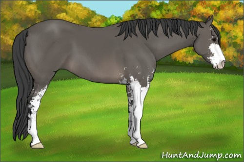Horse Color: Black Sabino 