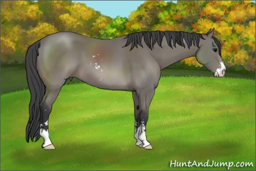 Horse Color: Black Sabino 
