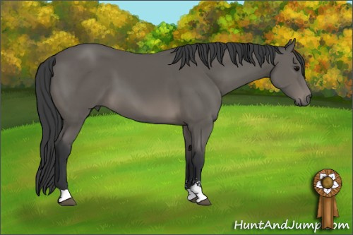 Horse Color: Black Sabino 