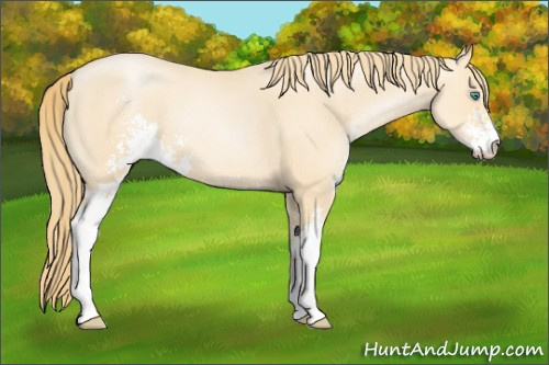 Horse Color: Smoky Black Pearl Sabino 