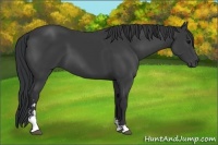 Horse Color:Black Sabino 