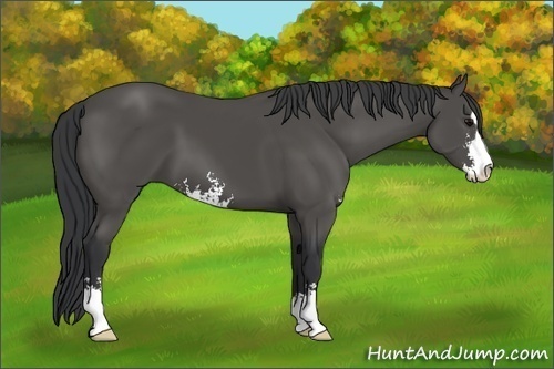 Horse Color: Black Sabino 