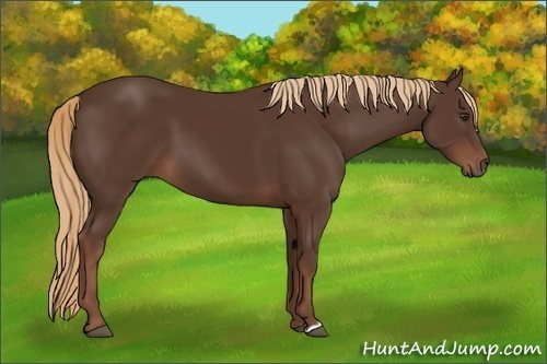 Horse Color: Liver Chestnut 