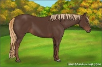 Horse Color:Liver Chestnut 