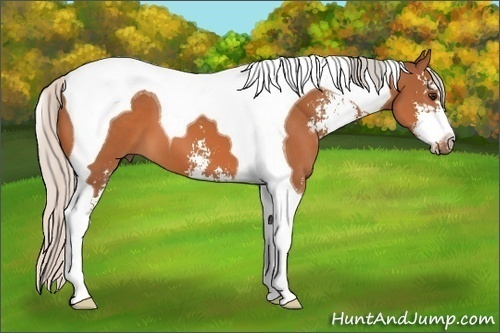 Horse Color: Silver Bay Sabino Tobiano 