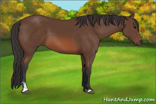 Horse Color: Bay Sabino 
