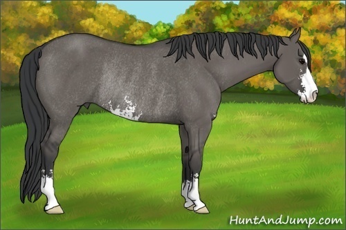 Horse Color: Grullo Sabino Rabicano 