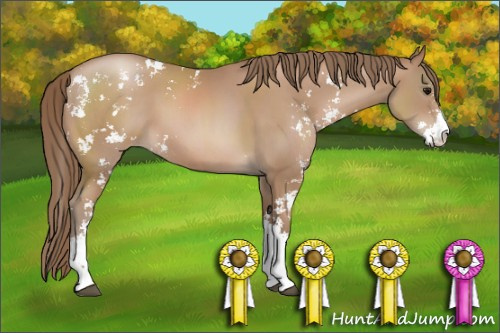 Horse Color: Black Pearl Sabino 