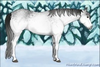 Horse Color:Gray White Spotted Black Sabino 