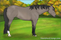 Horse Color:Grullo 